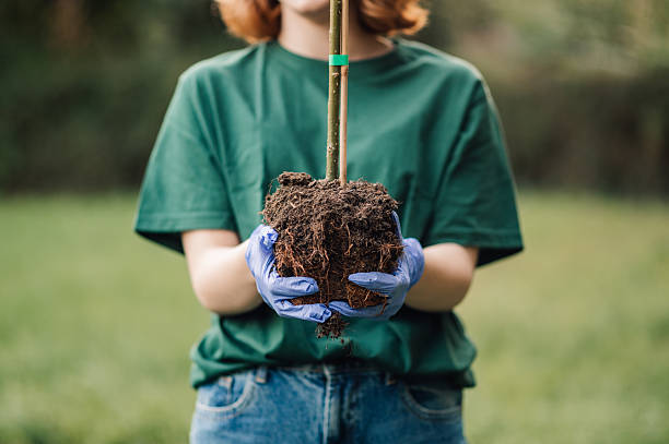 Volunteer planting a tree